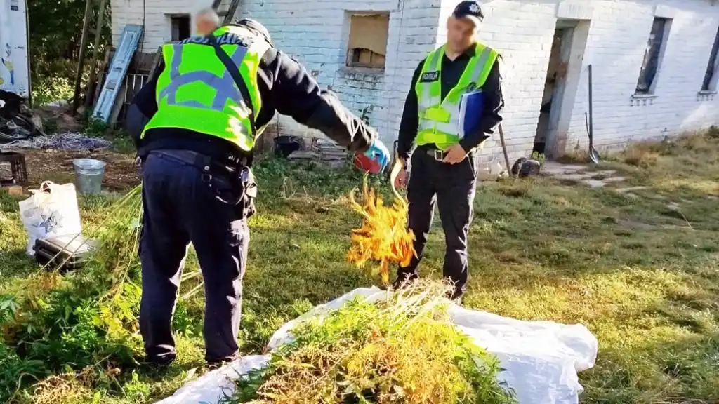 На Житомирщині у двох чоловіків вилучили понад сотню кущів конопель і пів кілограма канабісу
