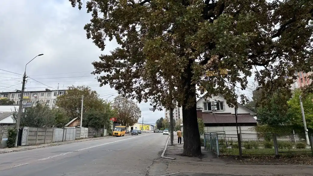 У Житомирі досі не зняли асфальт навколо дуба на вулиці Гнатюка: комунальники пояснили причину