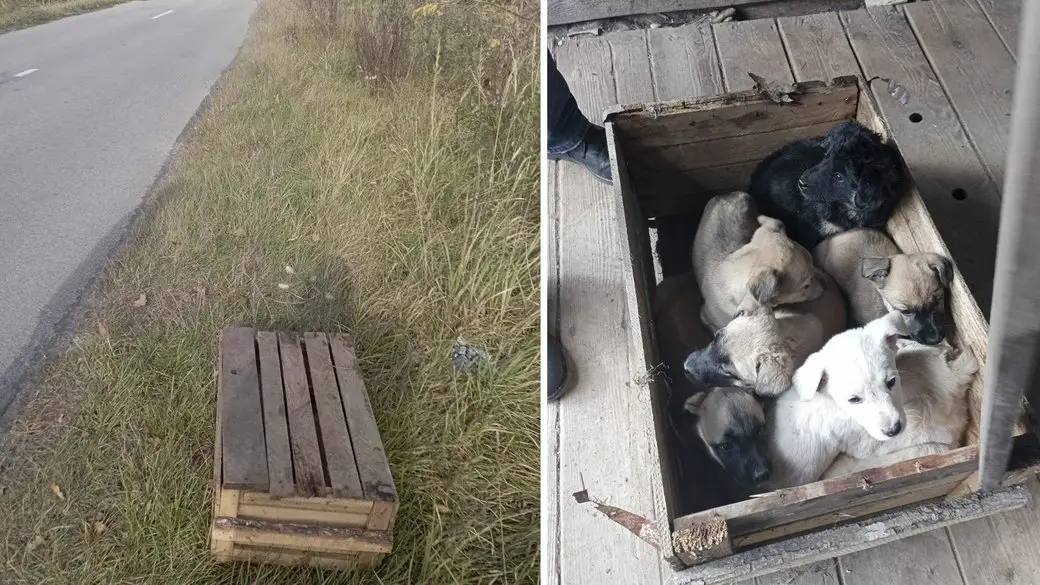 На виїзді зі Звягеля знайшли сім цуценят, замкнених у ящику, забитому цвяхами