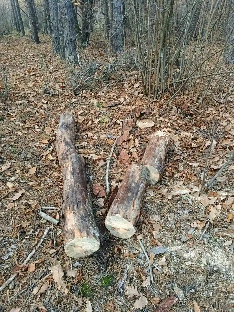На Житомирщині під час незаконної вирубки загинув 67-річний чоловік