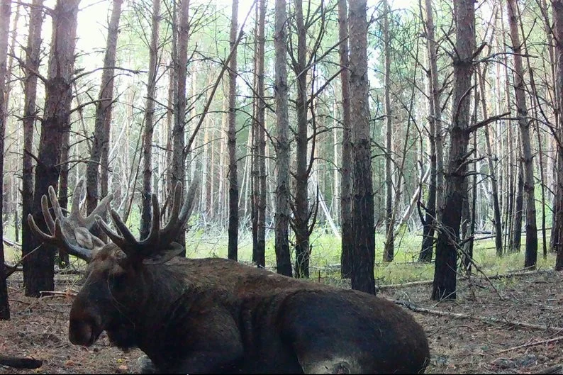 Фотопастка у заповіднику “Древлянський” зафіксувала лося, який уже перейшов на зимовий раціон