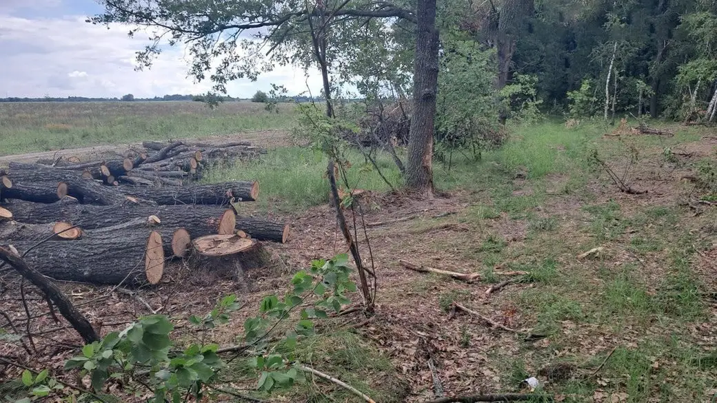 Понад сотню дубів знищено: громада на Житомирщині опинилася перед багатомільйонним штрафом