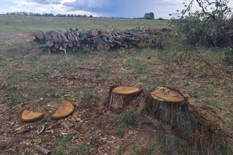 Понад сотню дубів знищено: громада на Житомирщині опинилася перед багатомільйонним штрафом