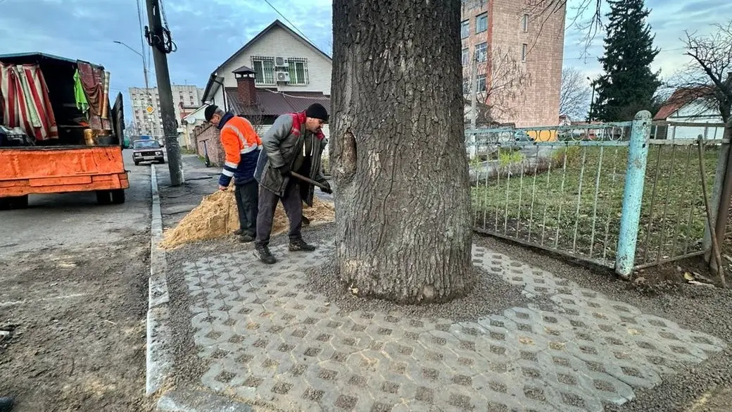 У Житомирі відновили лунку навколо дуба, який випадково «замурували» в асфальт