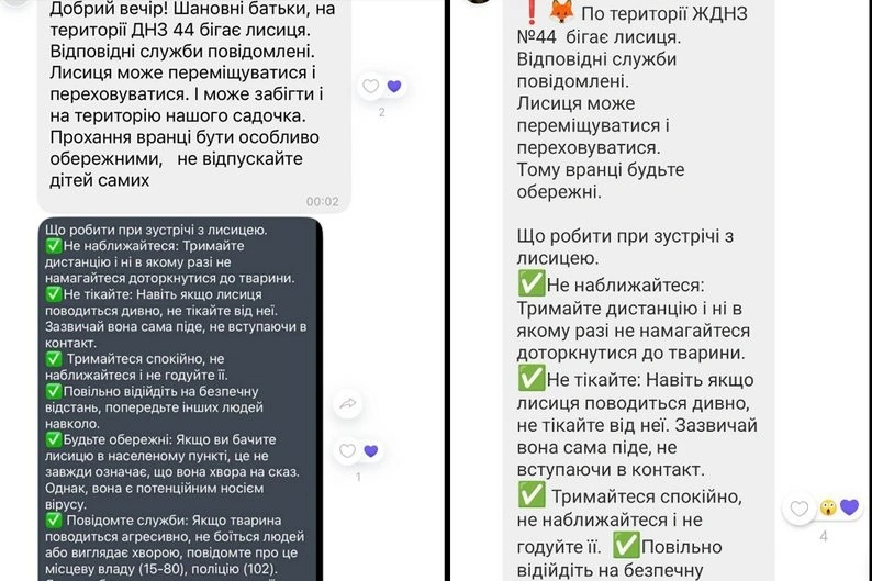 Лисиця на території житомирського дитсадка: кілька перевірок, відео батьків і посилений контроль