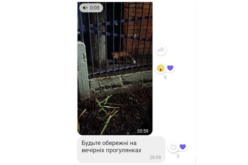 Лисиця на території житомирського дитсадка: кілька перевірок, відео батьків і посилений контроль