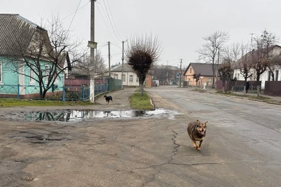 У центрі Малина безпритульний собака напав на жінку: містяни б’ють на сполох