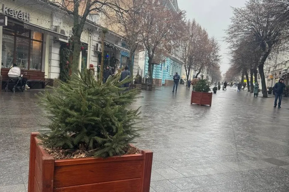 У центрі Житомира з’явилися живі різдвяні ялинки у горщиках