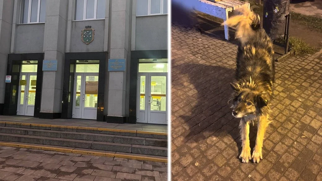 Бердичів виділяє 5 мільйонів гривень на контроль чисельності безпритульних тварин