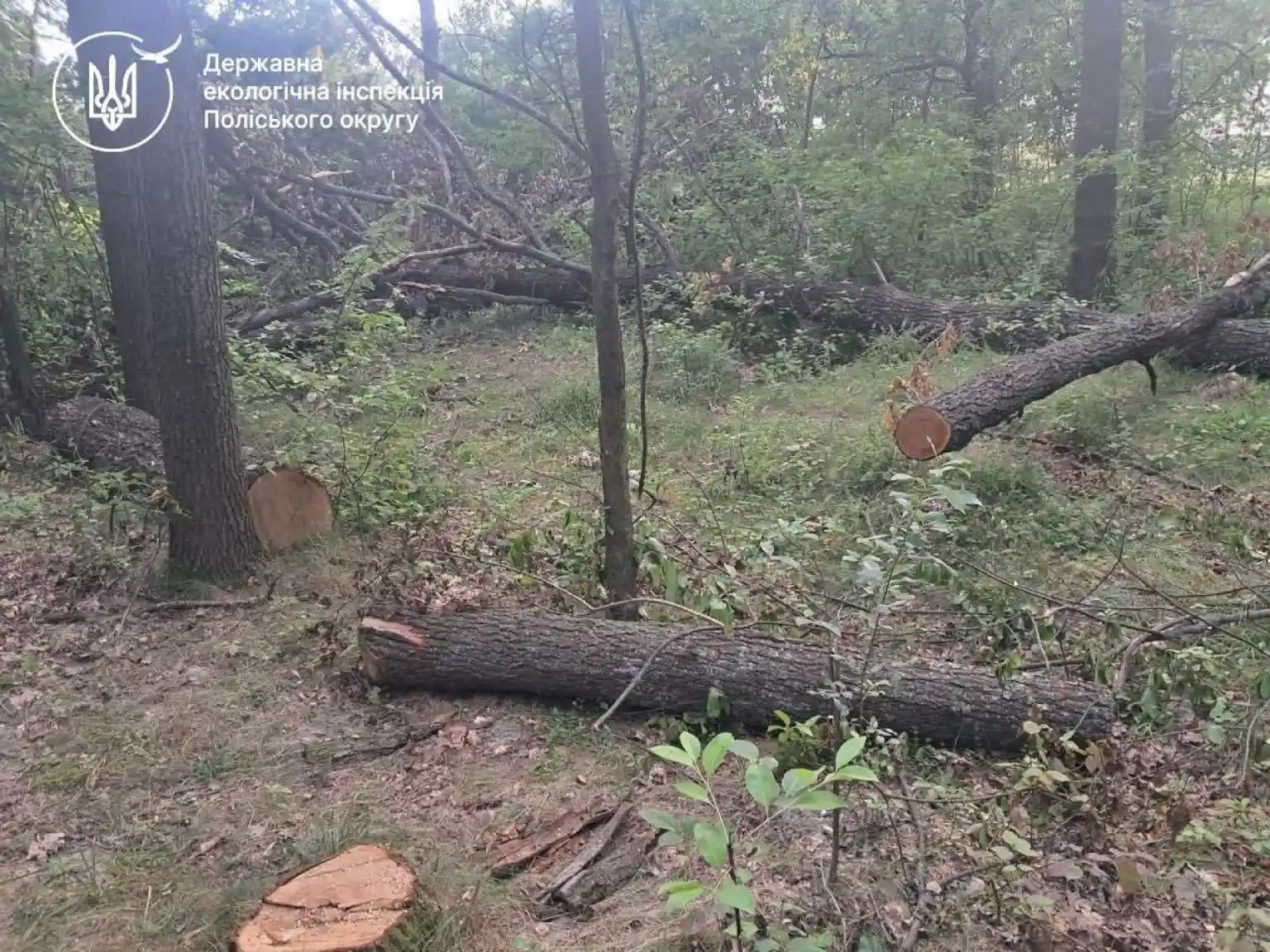 Малинська міськрада має відшкодувати понад 3,3 млн грн за незаконні вирубки лісу