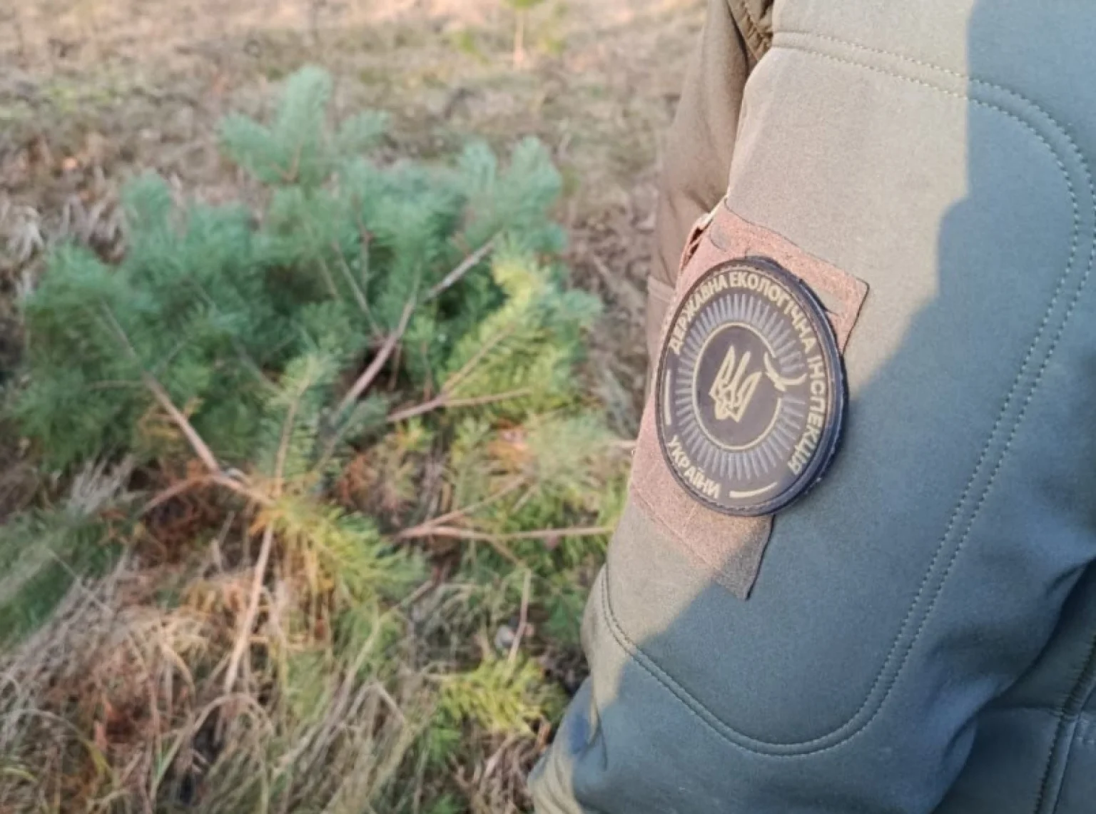 Ялинки під охороною: на Поліссі підбили перші підсумки новорічних перевірок