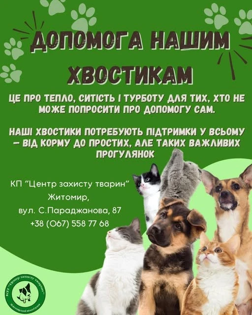 Понад пів сотні чотирилапих у Житомирі чекають на підтримку небайдужих