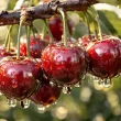 Наснилася черешня — чекати на палке кохання чи готуватися до сліз?