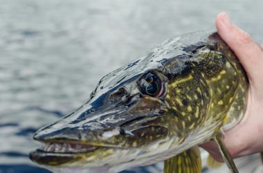 Нерест під охороною: на Житомирщині до кінця березня заборонили ловити щуку