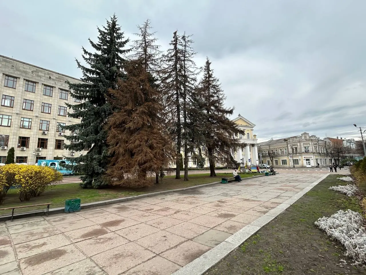 Майдан Корольова без ялин: у центрі Житомира готують демонтаж п’яти сухостійних дерев
