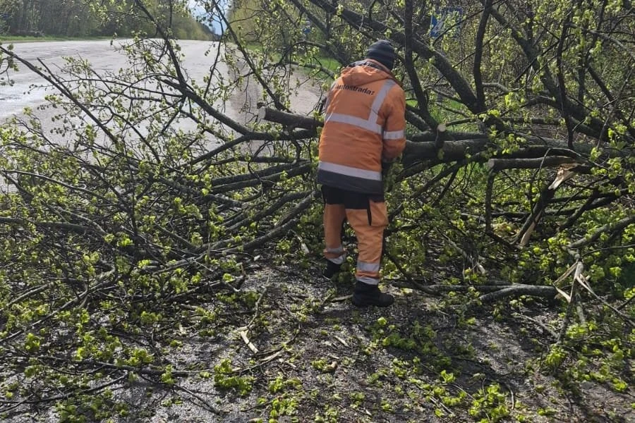 Буревій залишив десятки сіл без світла і заблокував дороги на Житомирщині