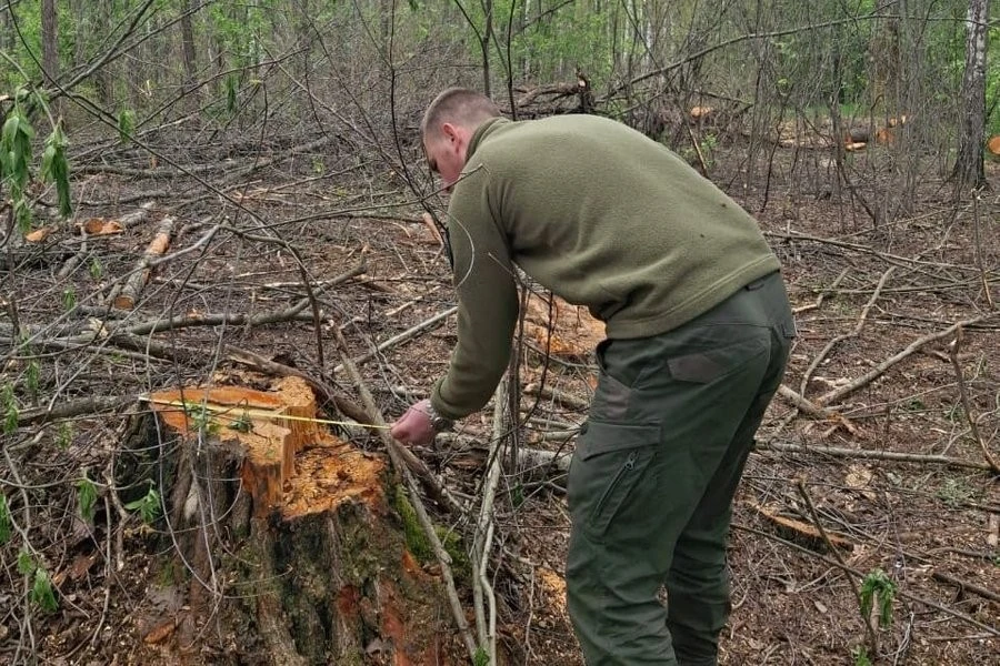 Масштабна вирубка вільхи на Житомирщині: екологи підраховують збитки