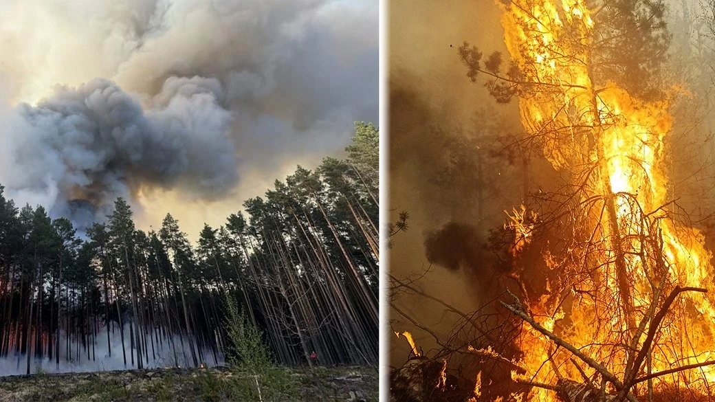 Масштабна лісова пожежа на Житомирщині: до гасіння залучили роботів та піротехніків