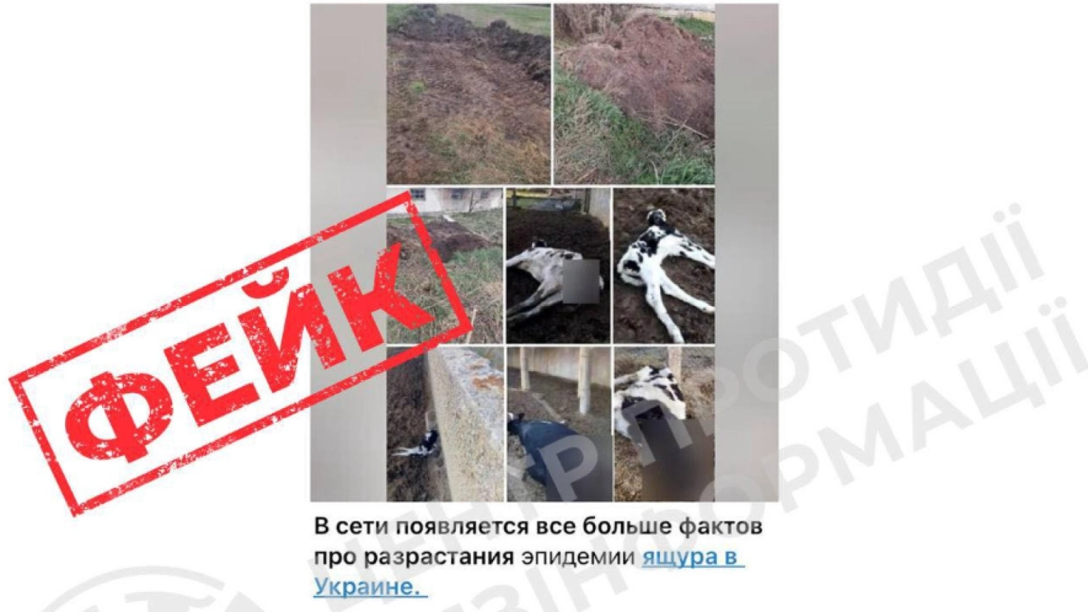 Загибель худоби на Житомирщині через голод стала підґрунтям для російського фейку про ящур